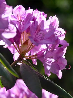 Dancing in the Light