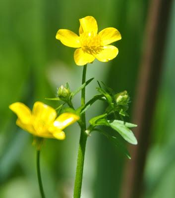 Dancing in the Light
