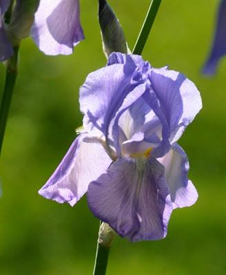 Dancing in the Light