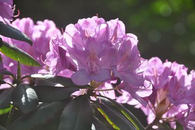 Dancing in the Light