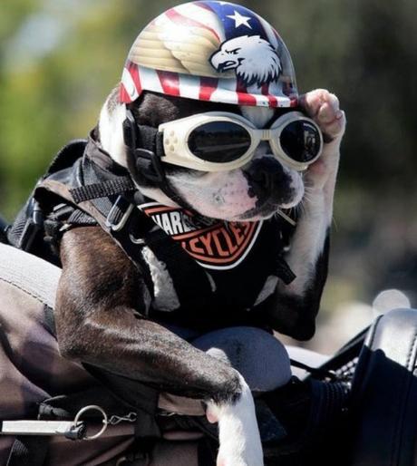 Top 10 Dogs Dressed As TV Series Characters
