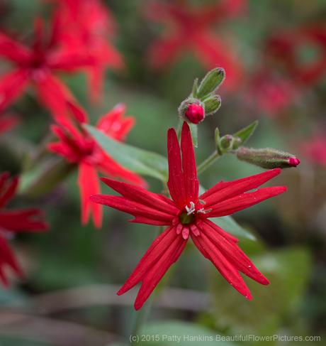 Fire Pinks - Silene Virginica © 2015 Patty Hankins