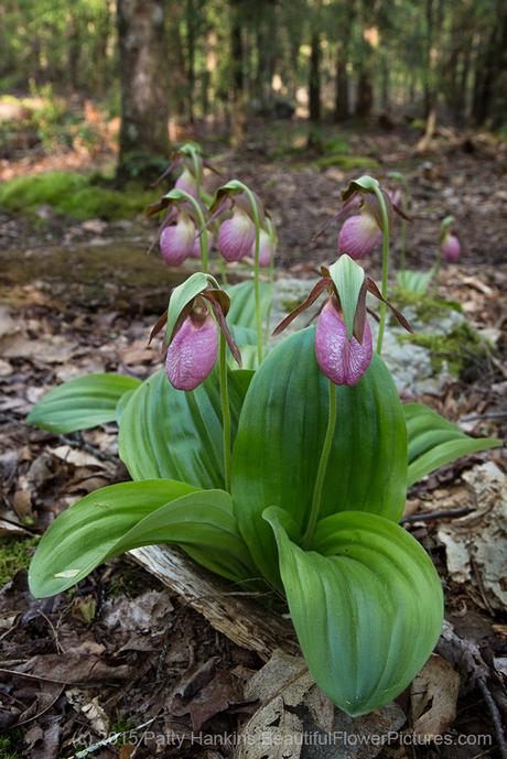 Pink lady's slippers - cypripedium acaule © 2015 Patty Hankins