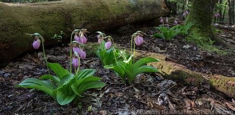 Pink lady's slippers - cypripedium acaule © 2015 Patty Hankins