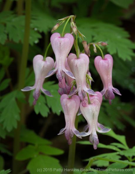 Wild Bleeding Hearts - dicentra eximia © 2015 Patty Hankins