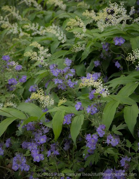 Solomon's Plume &Puple Phacelia © 2015 Patty Hankins