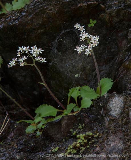 Carey's Saxifrage - saxifraga careyana © 2015 Patty Hankins