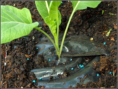 Planting Brassicas