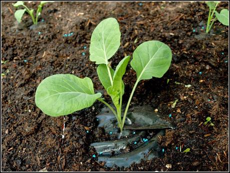Planting Brassicas