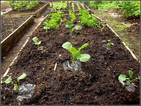 Planting Brassicas