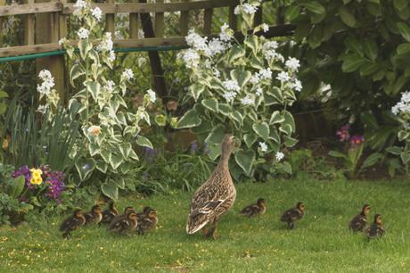 Looking for the gap in the fence to take her chicks to water