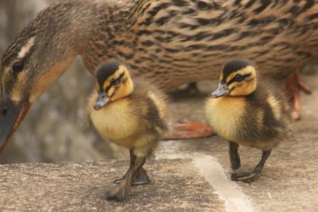 Mallard Duck Chicks