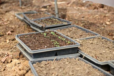 Spring at Hazelwood Urban Farms // www.WithTheGrains.com