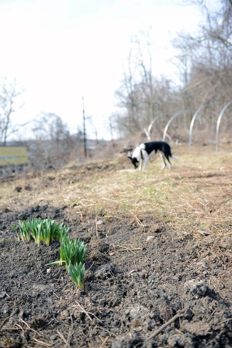 Spring at Hazelwood Urban Farms // www.WithTheGrains.com