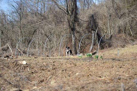 Spring at Hazelwood Urban Farms // www.WithTheGrains.com