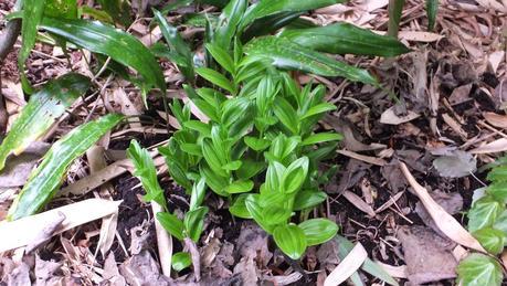 Beeches Nursery Day!