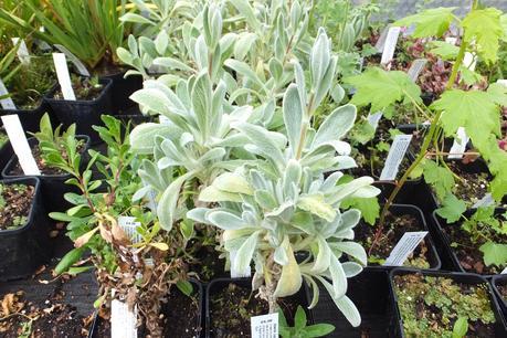 Beeches Nursery Day!