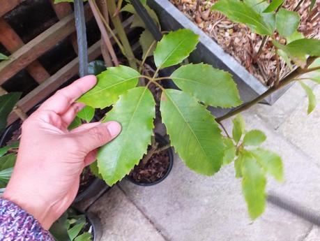 Beeches Nursery Day!