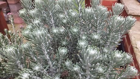 Beeches Nursery Day!