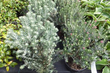 Beeches Nursery Day!