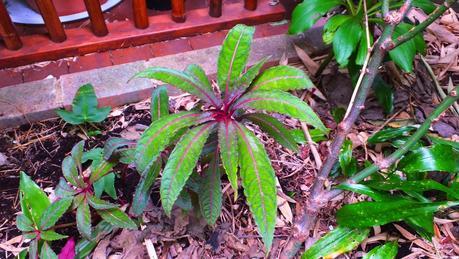 Beeches Nursery Day!