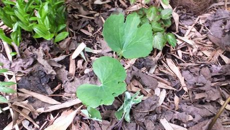 Beeches Nursery Day!