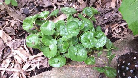 Beeches Nursery Day!