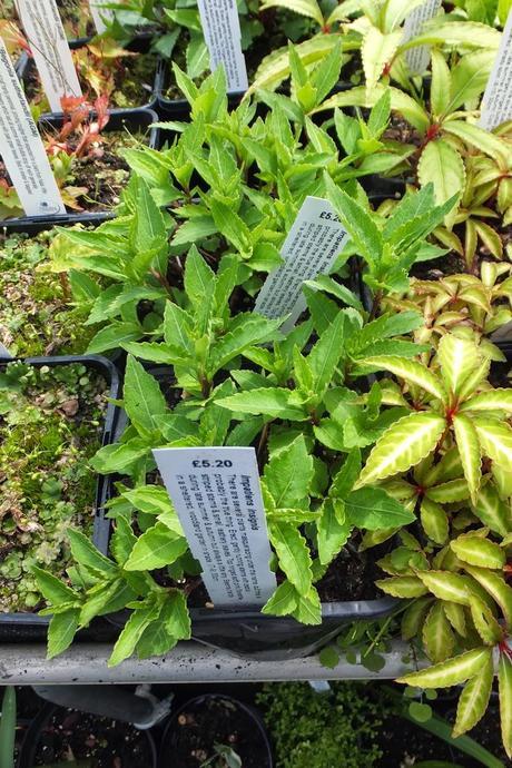 Beeches Nursery Day!