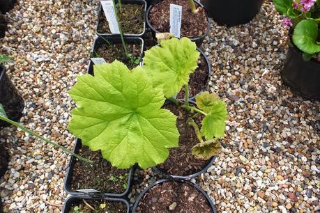 Beeches Nursery Day!