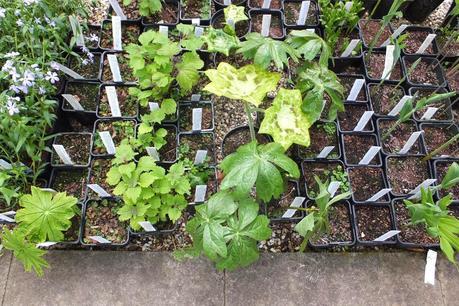 Beeches Nursery Day!