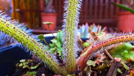 Beeches Nursery Day!