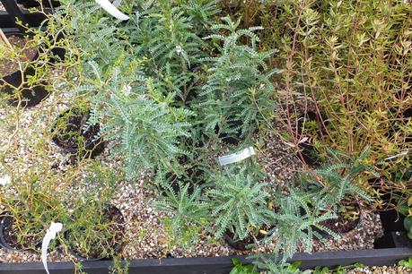 Beeches Nursery Day!