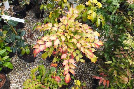 Beeches Nursery Day!