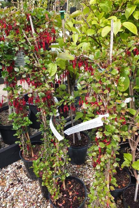 Beeches Nursery Day!