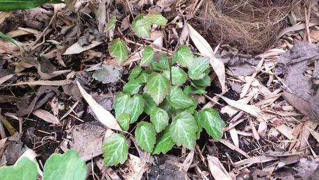 Beeches Nursery Day!