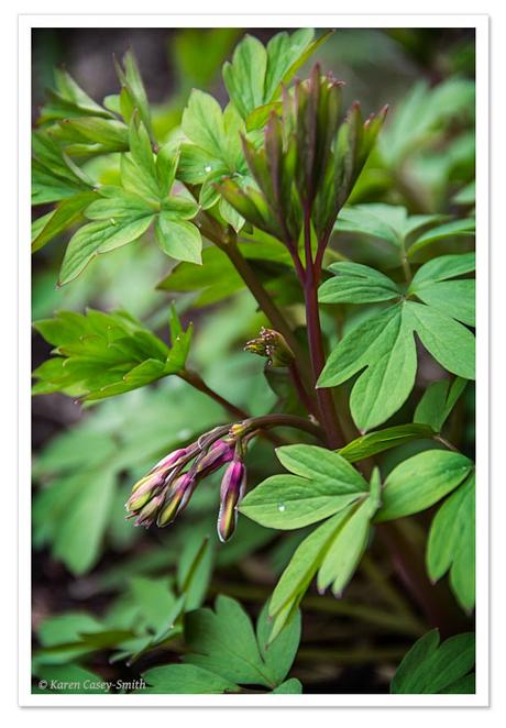 bleeding hearts in early spring