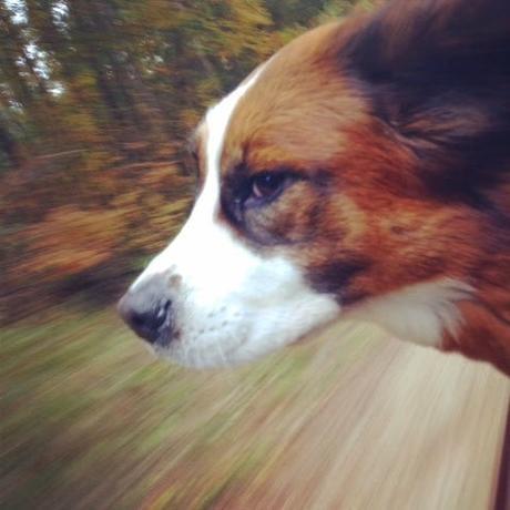 Animal Planet host weighs in on pet travel: Air travel and car rides