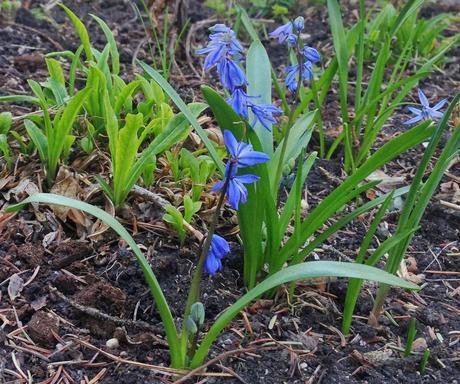 WORDLESS WEDNESDAY - siberian squill