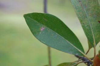 Machilus thunbergii Leaf (03/04/2015, Hamarikyu Gardens, Tokyo, Japan)