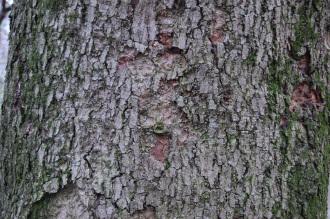 Machilus thunbergii Bark (03/04/2015, Hamarikyu Gardens, Tokyo, Japan)