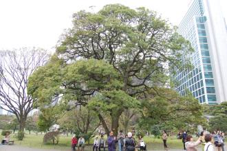 Machilus thunbergii (03/04/2015, Hamarikyu Gardens, Tokyo, Japan)