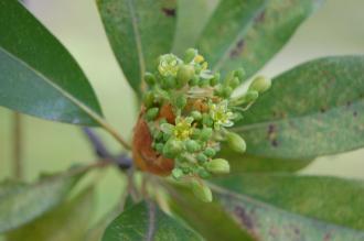 Machilus thunbergii Flower (03/04/2015, Hamarikyu Gardens, Tokyo, Japan)