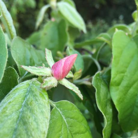 Tree following - its blossom time (don't panic)