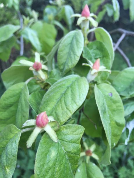 Tree following - its blossom time (don't panic)