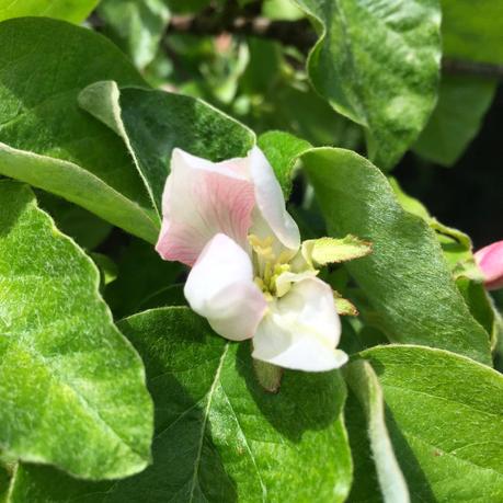 Tree following - its blossom time (don't panic)