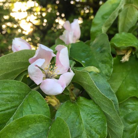 Tree following - its blossom time (don't panic)