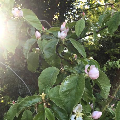 Tree following - its blossom time (don't panic)