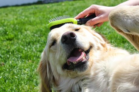 keeping dogs well groomed with Furminator dual brush