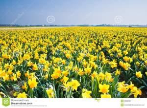 field-yellow-daffodils-april-9008645