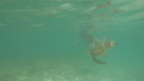 Swimming with Sea Turtles in Akumal Bay Mexico